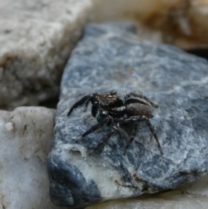 Jotus auripes at Googong, NSW - 10 Nov 2021 04:53 PM