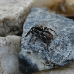 Jotus auripes at Googong, NSW - 10 Nov 2021 04:53 PM