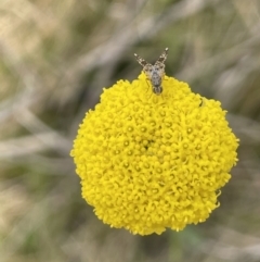 Tephritidae sp. (family) (Unidentified Fruit or Seed fly) at Paddys River, ACT - 11 Nov 2021 by JaneR