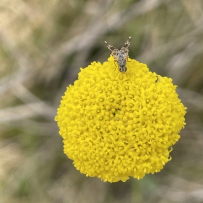 Tephritidae sp. (family) (Unidentified Fruit or Seed fly) at Paddys River, ACT - 11 Nov 2021 by JaneR