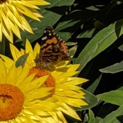 Vanessa kershawi (Australian Painted Lady) at Watson, ACT - 11 Nov 2021 by abread111