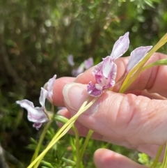Diuris dendrobioides (Late Mauve Doubletail) at Coree, ACT by Wendyp5