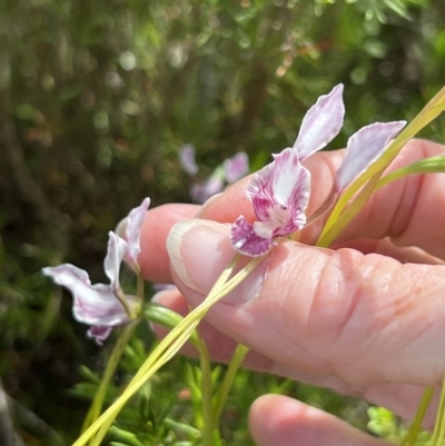 Diuris dendrobioides (Late Mauve Doubletail) at Coree, ACT - 10 Nov 2021 by Wendyp5