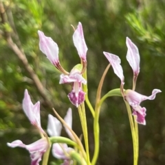 Diuris dendrobioides at suppressed - suppressed