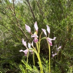 Diuris dendrobioides at suppressed - suppressed