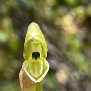 Hymenochilus bicolor at Kambah, ACT - 11 Nov 2021