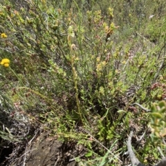 Hymenochilus bicolor at Kambah, ACT - 11 Nov 2021