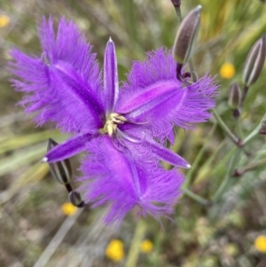 Thysanotus tuberosus at Kambah, ACT - suppressed