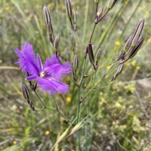 Thysanotus tuberosus at Kambah, ACT - 11 Nov 2021