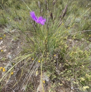 Thysanotus tuberosus at Kambah, ACT - 11 Nov 2021