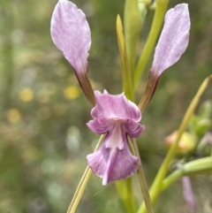 Diuris dendrobioides (Late Mauve Doubletail) at Mount Taylor - 11 Nov 2021 by AJB
