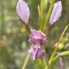 Diuris dendrobioides (Late Mauve Doubletail) at Kambah, ACT by AJB