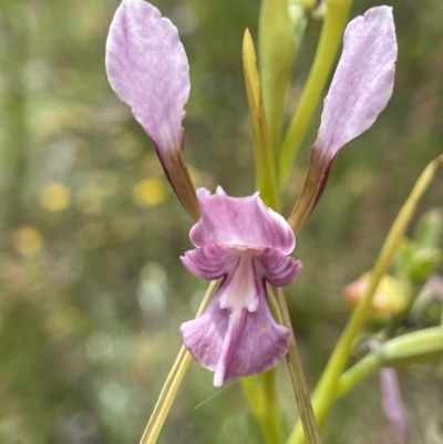Diuris dendrobioides (Late Mauve Doubletail) at Kambah, ACT - 11 Nov 2021 by AJB
