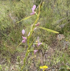 Diuris dendrobioides at suppressed - 11 Nov 2021