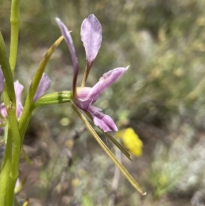 Diuris dendrobioides at suppressed - 11 Nov 2021