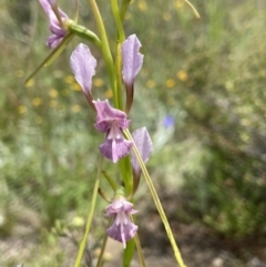 Diuris dendrobioides at suppressed - 11 Nov 2021