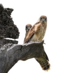 Falco cenchroides (Nankeen Kestrel) at Jerrabomberra, ACT - 11 Nov 2021 by trevsci