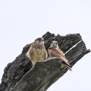 Falco cenchroides at Jerrabomberra, ACT - 11 Nov 2021