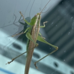 Conocephalus upoluensis at Canberra, ACT - 11 Nov 2021