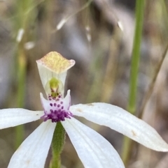 Caladenia cucullata (Lemon Caps) at Sutton, NSW - 11 Nov 2021 by Dburgess