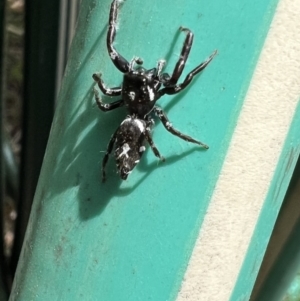 Sandalodes scopifer at Murrumbateman, NSW - 11 Nov 2021