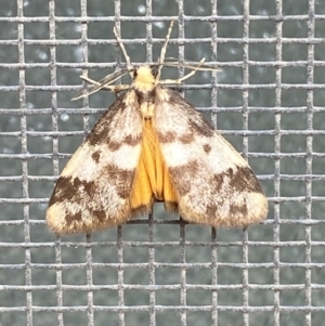 Anestia (genus) at Jerrabomberra, NSW - 11 Nov 2021