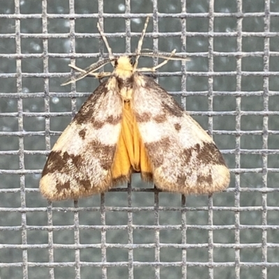 Anestia (genus) (A tiger moth) at Jerrabomberra, NSW - 11 Nov 2021 by SteveBorkowskis