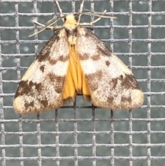 Anestia (genus) at Jerrabomberra, NSW - 11 Nov 2021