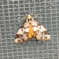 Anestia (genus) at Jerrabomberra, NSW - 11 Nov 2021