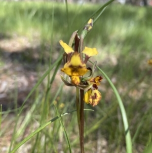 Diuris pardina at Sutton, NSW - suppressed