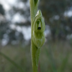 Hymenochilus bicolor (ACT) = Pterostylis bicolor (NSW) at Googong, NSW - suppressed