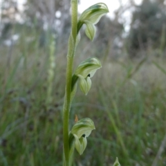 Hymenochilus bicolor (ACT) = Pterostylis bicolor (NSW) at Googong, NSW - suppressed