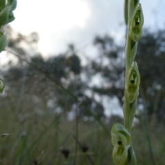 Hymenochilus bicolor (ACT) = Pterostylis bicolor (NSW) at Googong, NSW - suppressed