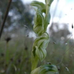 Hymenochilus bicolor (ACT) = Pterostylis bicolor (NSW) at Googong, NSW - suppressed