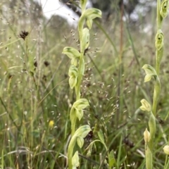 Hymenochilus bicolor (ACT) = Pterostylis bicolor (NSW) at Googong, NSW - suppressed