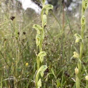 Hymenochilus bicolor (ACT) = Pterostylis bicolor (NSW) at Googong, NSW - suppressed