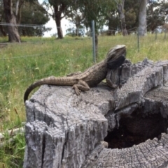 Pogona barbata (Eastern Bearded Dragon) at Hughes, ACT - 11 Nov 2021 by KL