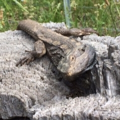 Pogona barbata at Hughes, ACT - 11 Nov 2021