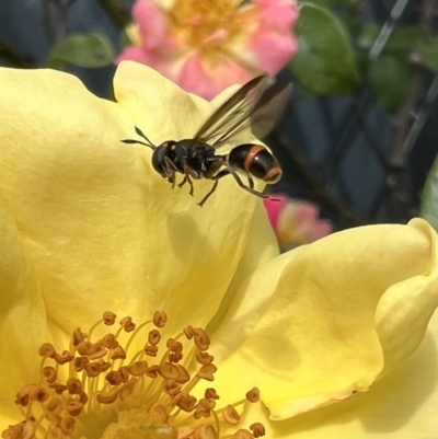 Ceriana (Sphiximorpha) breviscapa (Wasp-mimic hoverfly) at Murrumbateman, NSW - 11 Nov 2021 by SimoneC