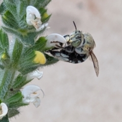 Amegilla (Zonamegilla) cingulata (Blue-banded Bee) at Thurgoona, NSW - 11 Nov 2021 by ChrisAllen