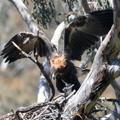 Aquila audax (Wedge-tailed Eagle) at Ainslie, ACT - 9 Nov 2021 by jb2602