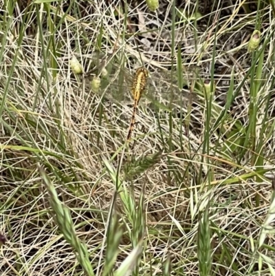 Diplacodes bipunctata (Wandering Percher) at Murrumbateman, NSW - 11 Nov 2021 by SimoneC