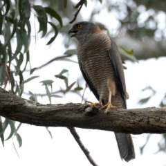 Accipiter fasciatus (Brown Goshawk) at Acton, ACT - 10 Nov 2021 by jb2602