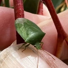 Cuspicona simplex (Green potato bug) at Murrumbateman, NSW - 11 Nov 2021 by SimoneC