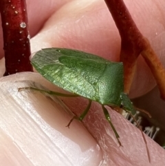 Cuspicona simplex at Murrumbateman, NSW - 11 Nov 2021