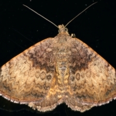 Chrysolarentia mecynata (Mecynata Carpet Moth) at Ainslie, ACT - 10 Nov 2021 by jb2602