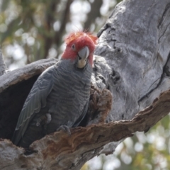 Callocephalon fimbriatum (Gang-gang Cockatoo) at Bruce, ACT - 11 Nov 2021 by AlisonMilton