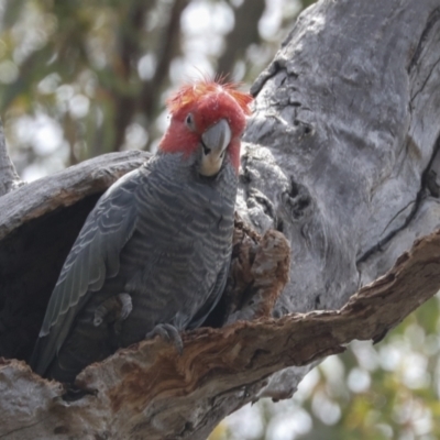 Callocephalon fimbriatum (Gang-gang Cockatoo) at Bruce Ridge to Gossan Hill - 11 Nov 2021 by AlisonMilton