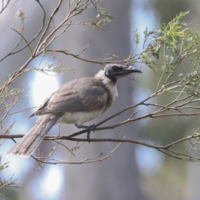 Philemon corniculatus (Noisy Friarbird) at Bruce Ridge to Gossan Hill - 10 Nov 2021 by AlisonMilton