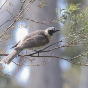 Philemon corniculatus at Bruce, ACT - 11 Nov 2021